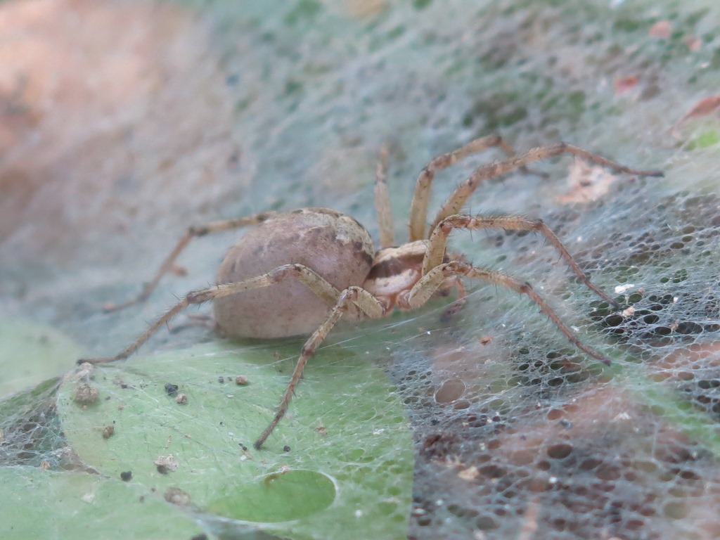 Agelenidae: Agelena labyrinthica -  Acquapendente (VT)