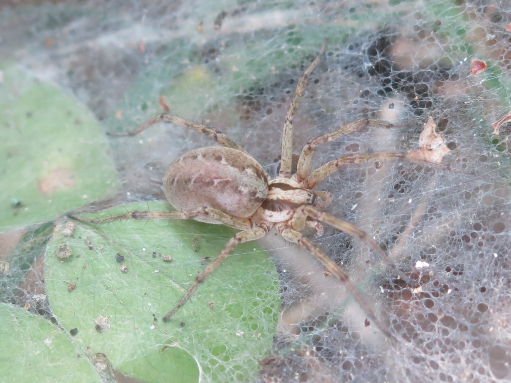 Agelenidae: Agelena labyrinthica -  Acquapendente (VT)