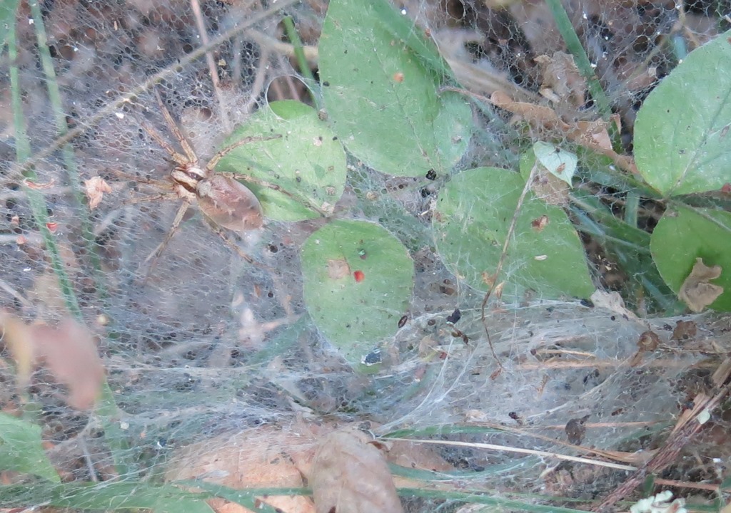 Agelenidae: Agelena labyrinthica -  Acquapendente (VT)