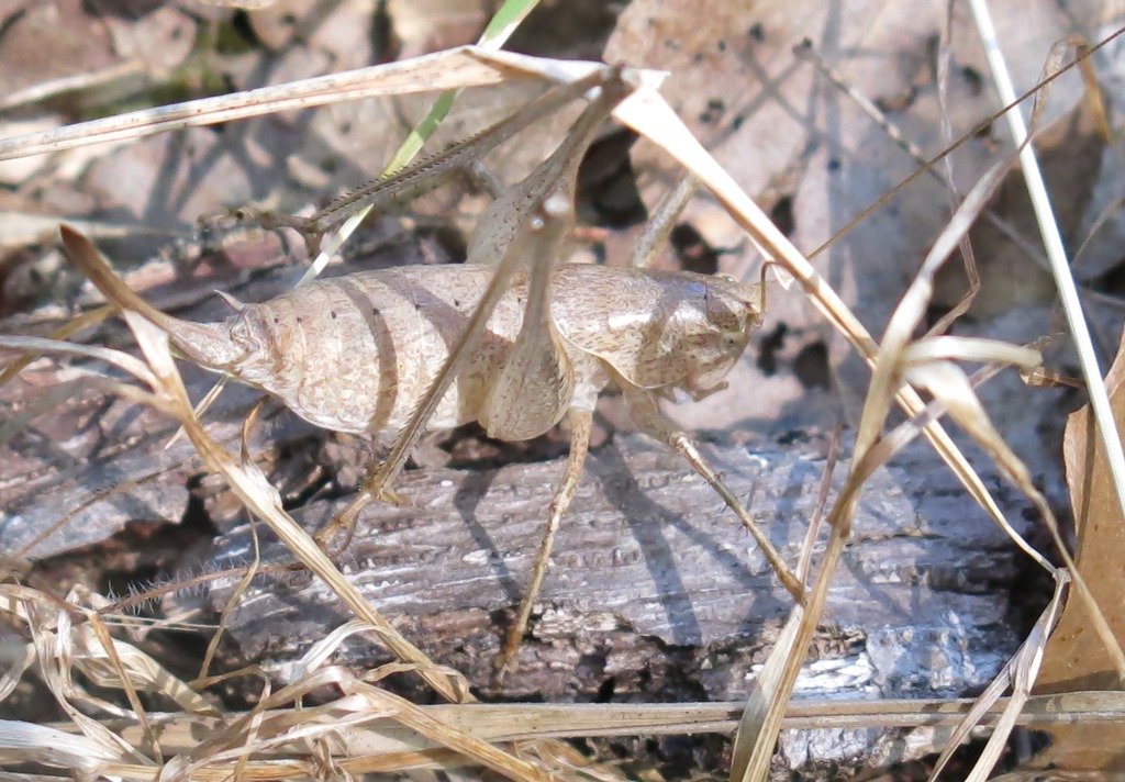 Rhacocleis germanica femmina