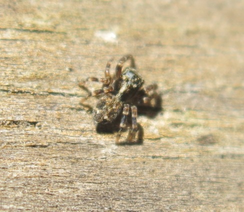 Pseudeuophrys erratica - Acquapendente (VT)