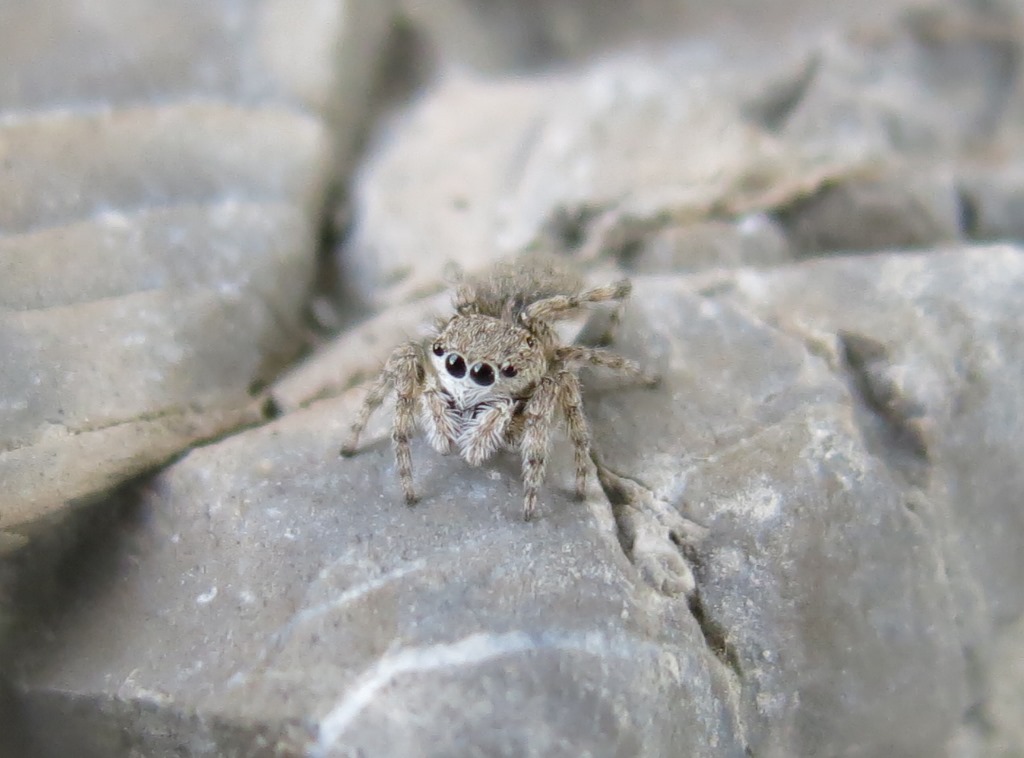 Salticidae: Sitticus cfr. distinguendus - Acquapendente (VT)