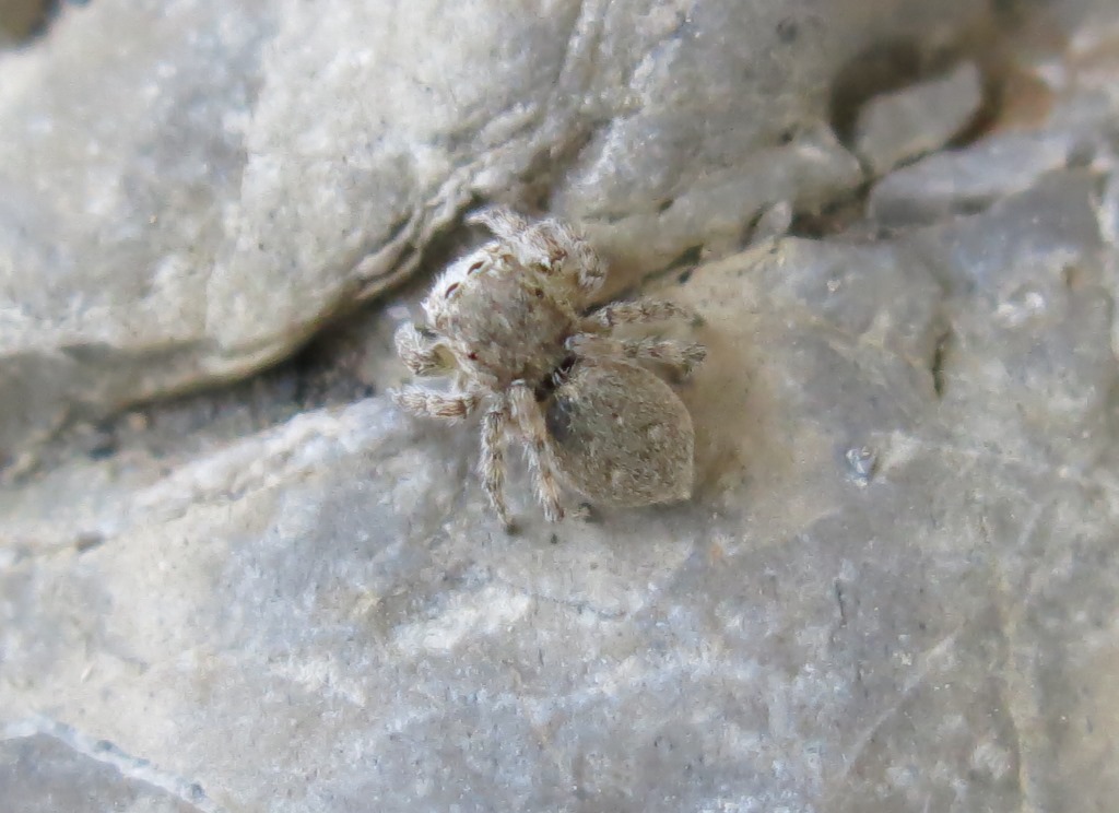 Salticidae: Sitticus cfr. distinguendus - Acquapendente (VT)