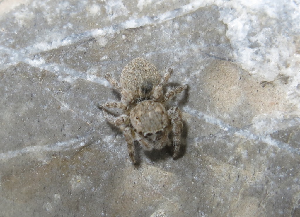 Salticidae: Sitticus cfr. distinguendus - Acquapendente (VT)