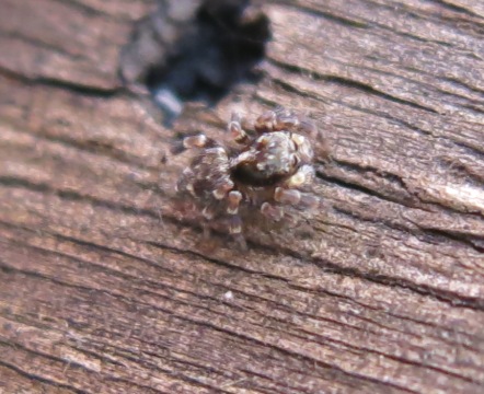 Pseudeuophrys erratica - Acquapendente (VT)