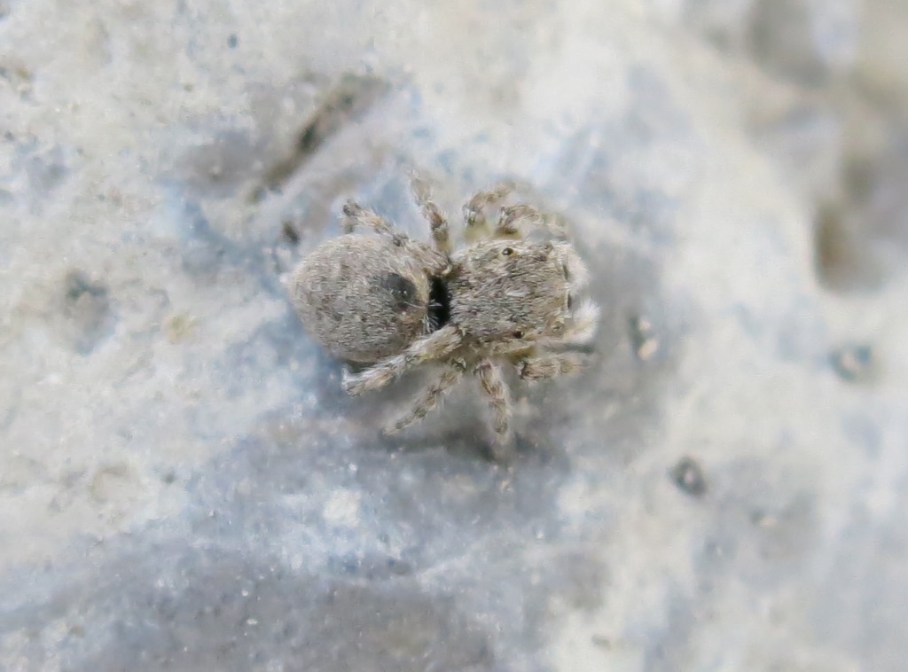 Salticidae: Sitticus cfr. distinguendus - Acquapendente (VT)