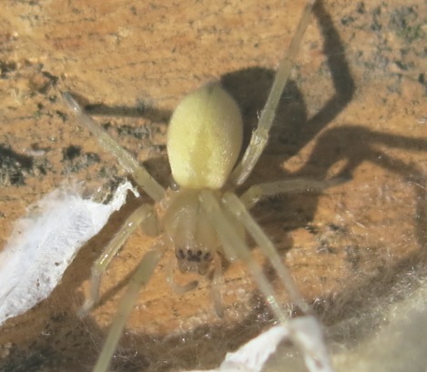 Cheiracanthium mildei - Acquapendente (VT)