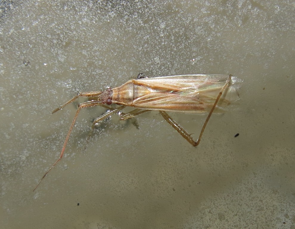 Miridae:  Stenodema calcarata