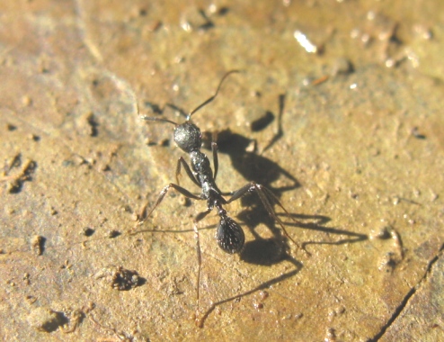 Messor capitatus e Aphaenogaster sp.