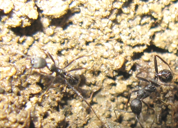 Messor capitatus e Aphaenogaster sp.