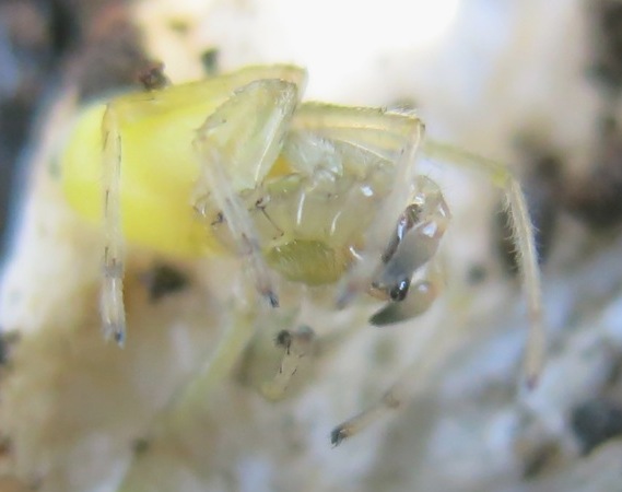 Cheiracanthium mildei - Acquapendente (VT)