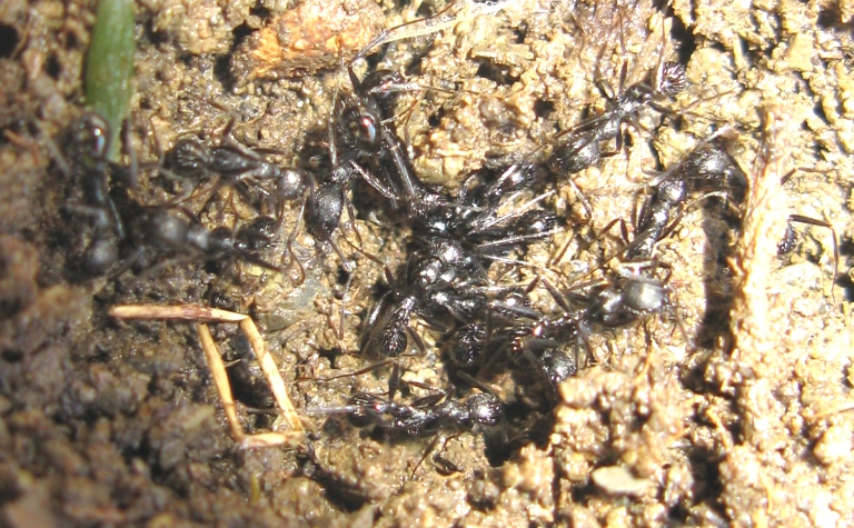 Messor capitatus e Aphaenogaster sp.