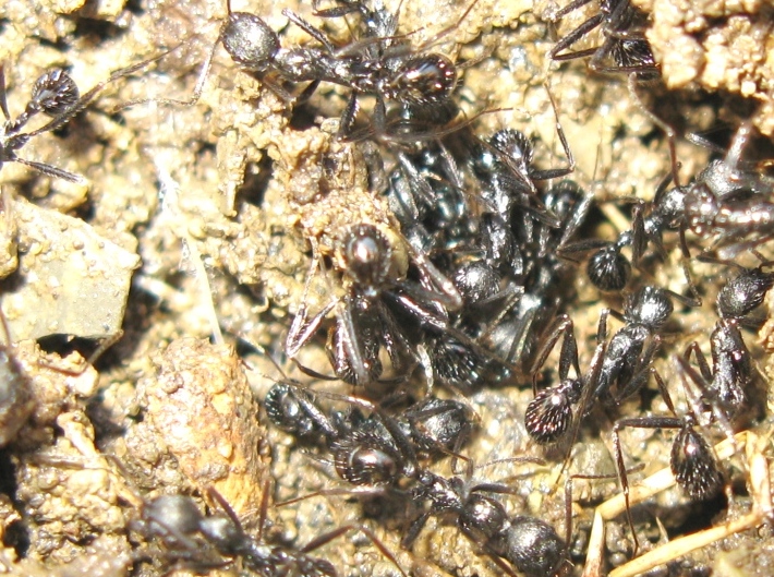 Messor capitatus e Aphaenogaster sp.