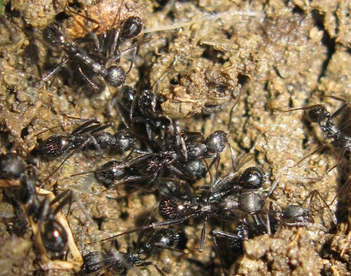 Messor capitatus e Aphaenogaster sp.