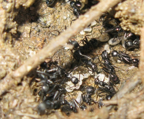 Messor capitatus e Aphaenogaster sp.