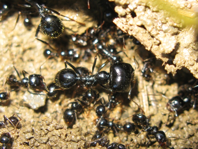 Messor capitatus e Aphaenogaster sp.