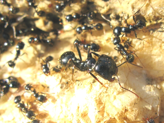 Messor capitatus e Aphaenogaster sp.