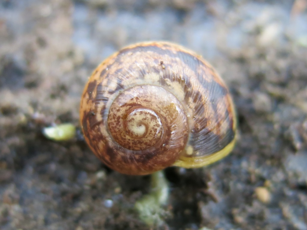 Gastropoda da determinare 3 ?