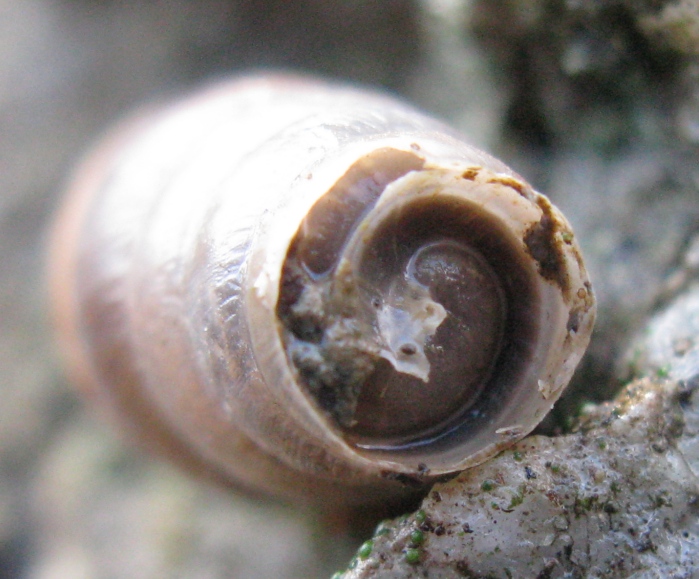 Gastropoda da determinare 2 ?