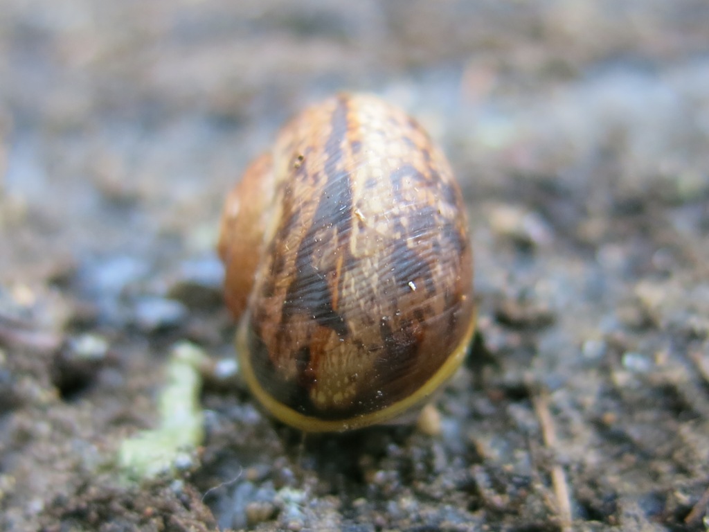 Gastropoda da determinare 3 ?