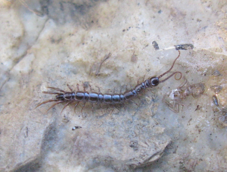 Lithobius sp.