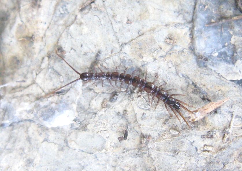 Lithobius sp.