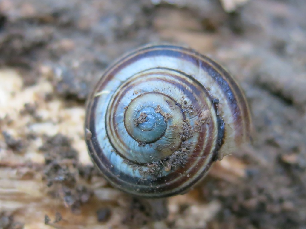 Gastropoda da determinare 2?