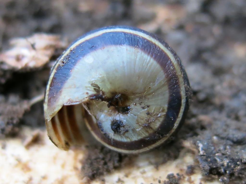 Gastropoda da determinare 2?