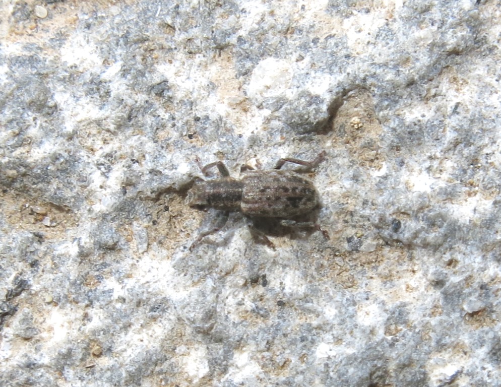 Curculionidae - Sitona cf. macularius