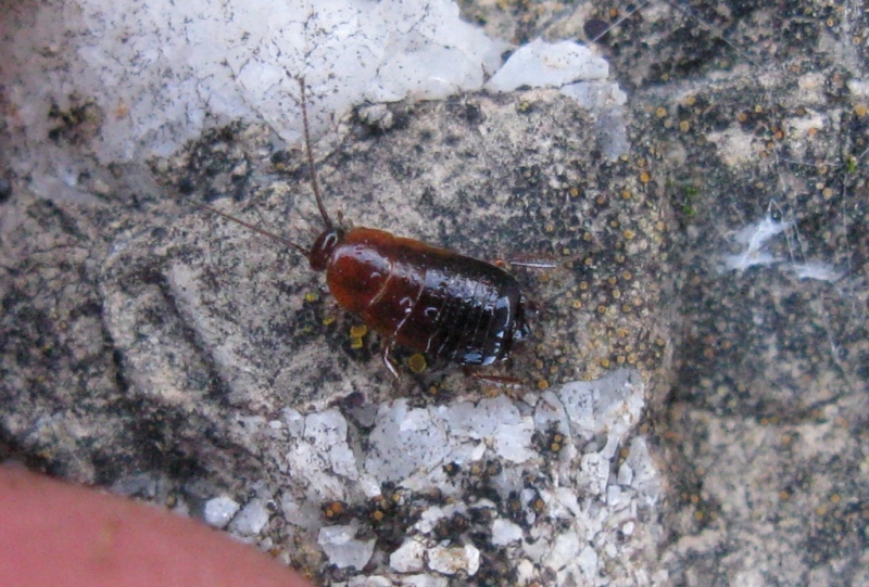 Loboptera decipiens (Germar, 1817)