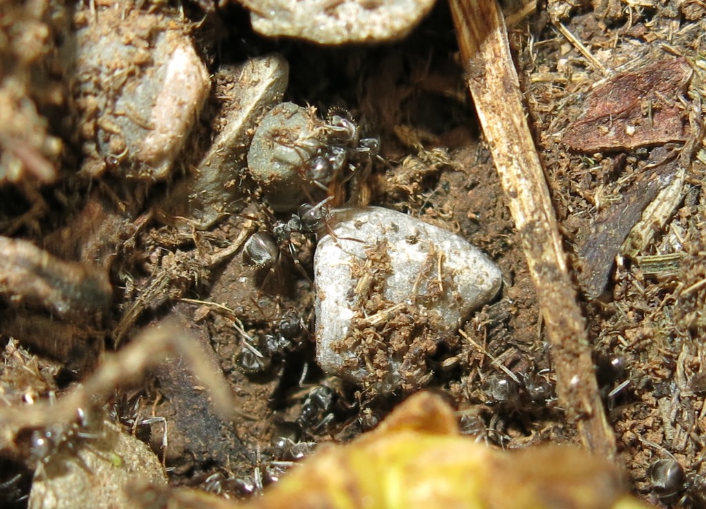 piccole fomiche da determinare: Lasius sp.