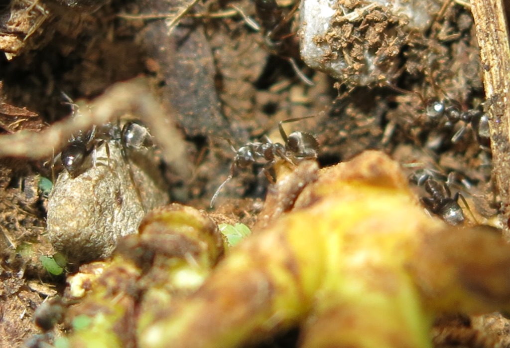 piccole fomiche da determinare: Lasius sp.