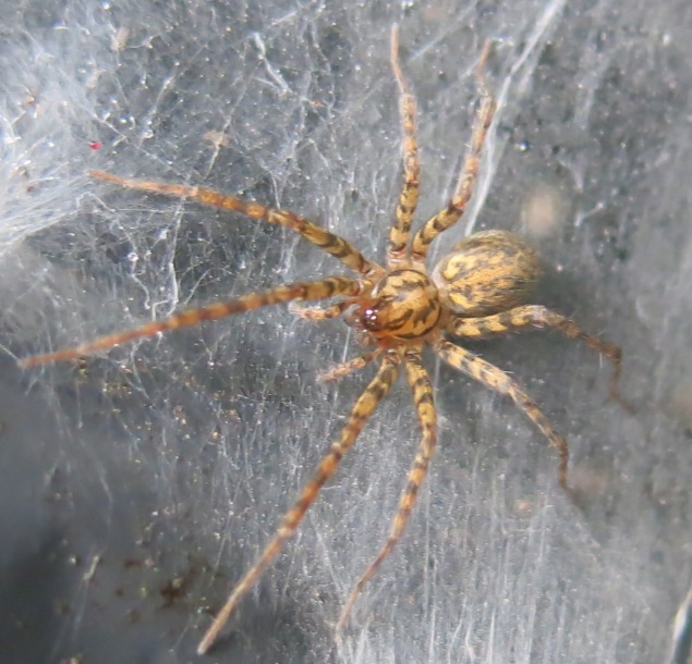 Tegenaria sp. - Acquapendente (VT)