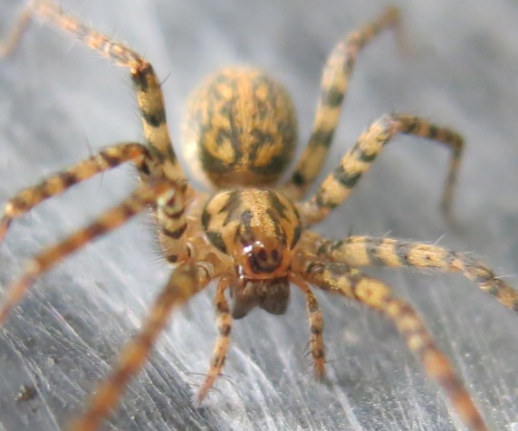 Tegenaria sp. - Acquapendente (VT)