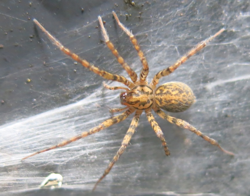 Tegenaria sp. - Acquapendente (VT)