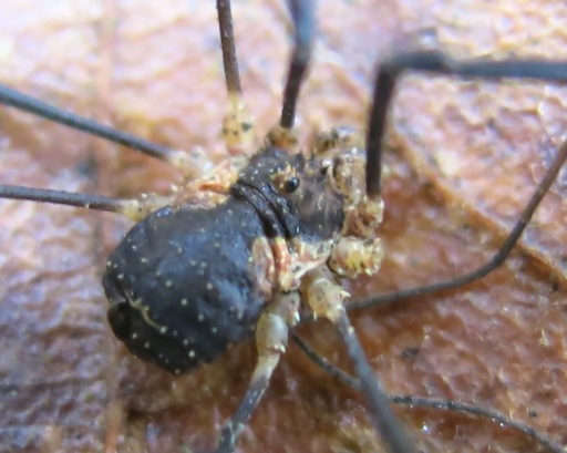 Opiliones da determinare?