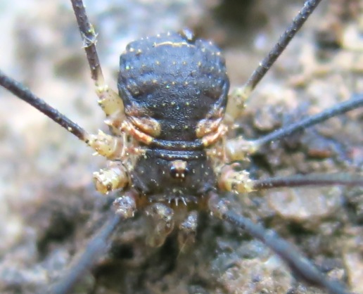 Opiliones da determinare?