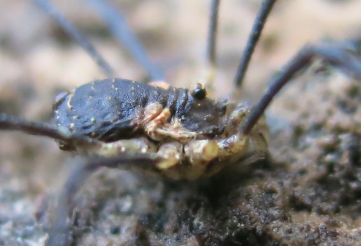 Opiliones da determinare?