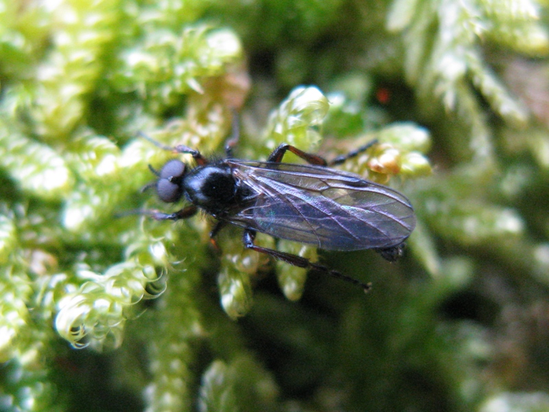 Bibionidae da determinare?