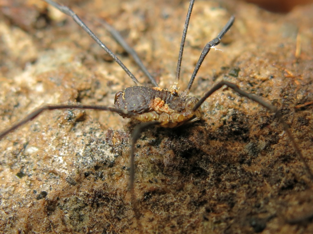 Opiliones da determinare?