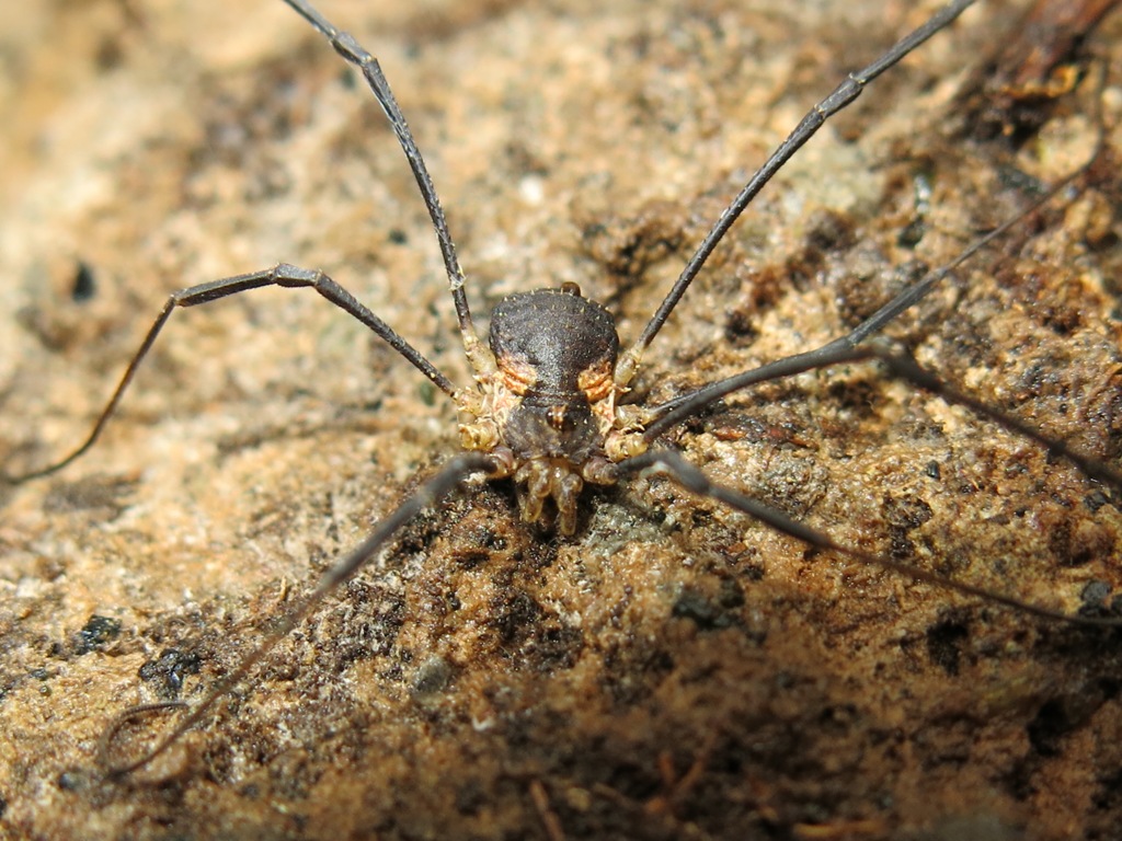 Opiliones da determinare?