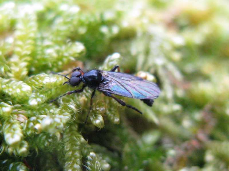 Bibionidae da determinare?