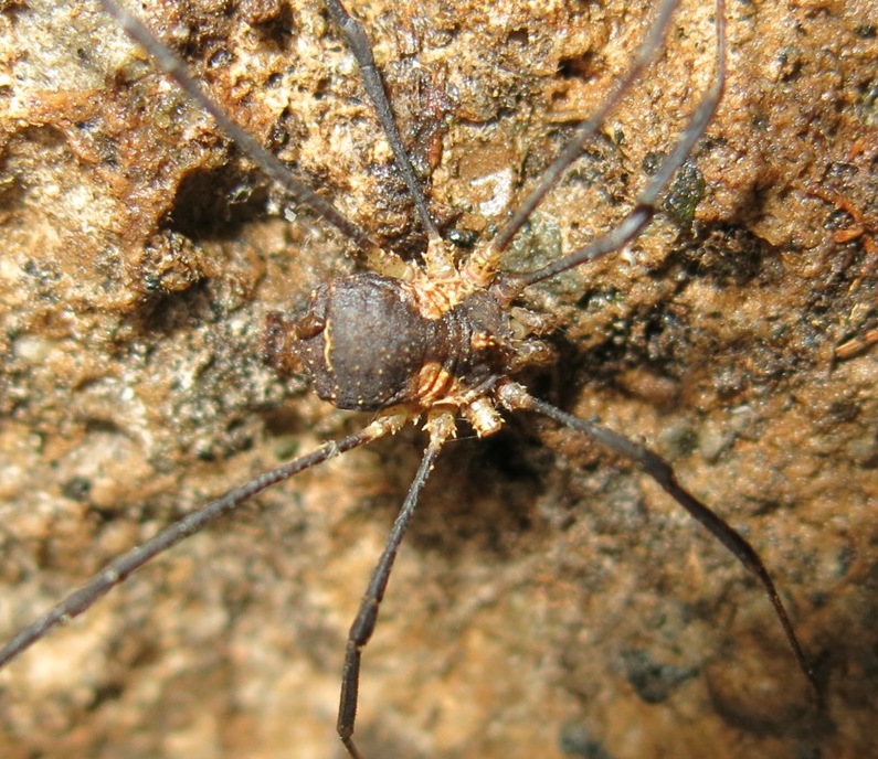 Opiliones da determinare?