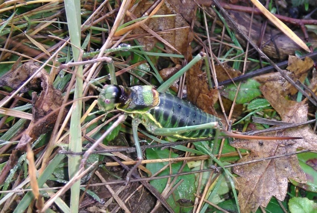 Ephippiger sp.,  femmina (Bradyporidae)