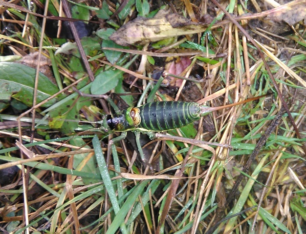 Ephippiger sp.,  femmina (Bradyporidae)