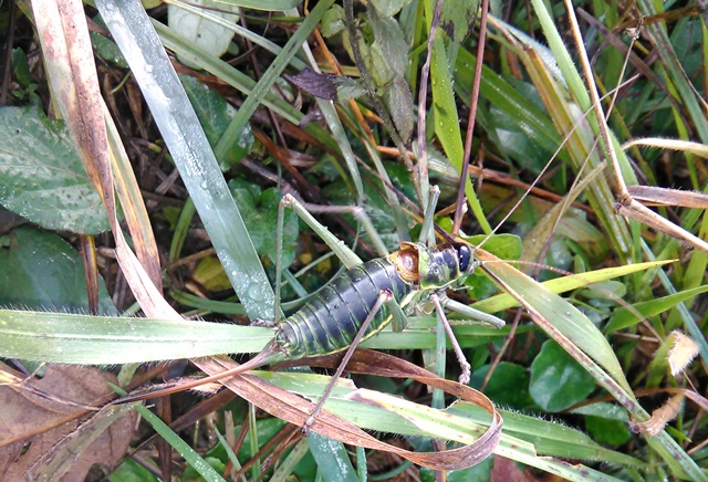 Ephippiger sp.,  femmina (Bradyporidae)