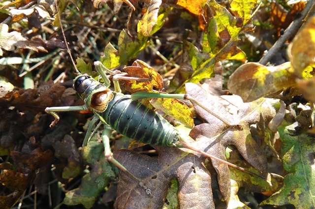 Ephippiger sp.,  femmina (Bradyporidae)