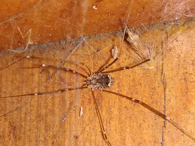 Sclerosomatidae: Nelima sp.