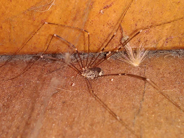 Sclerosomatidae: Nelima sp.