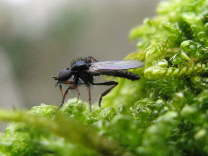 Bibionidae da determinare?